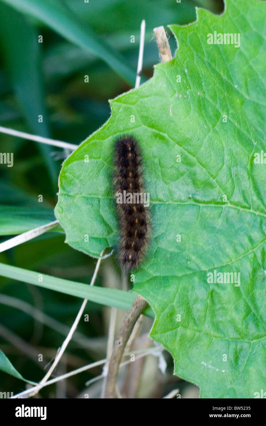 Caterpillar sur une feuille verte Banque D'Images