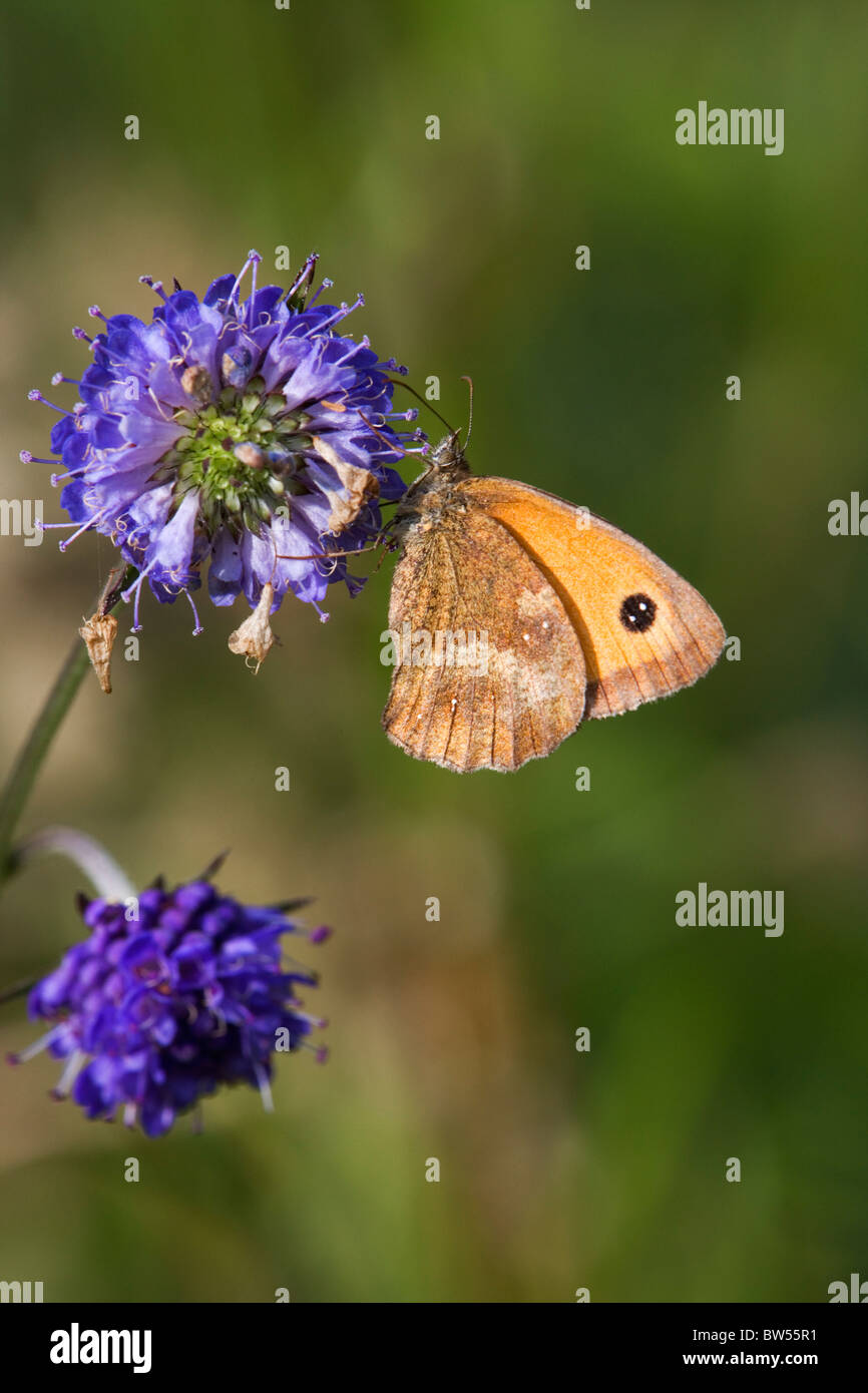 Pyronia tithonus papillon (gatekeeper) sur Devil's bit scabious Banque D'Images