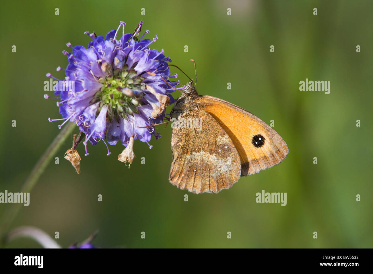 Pyronia tithonus papillon (gatekeeper) sur Devil's bit scabious Banque D'Images