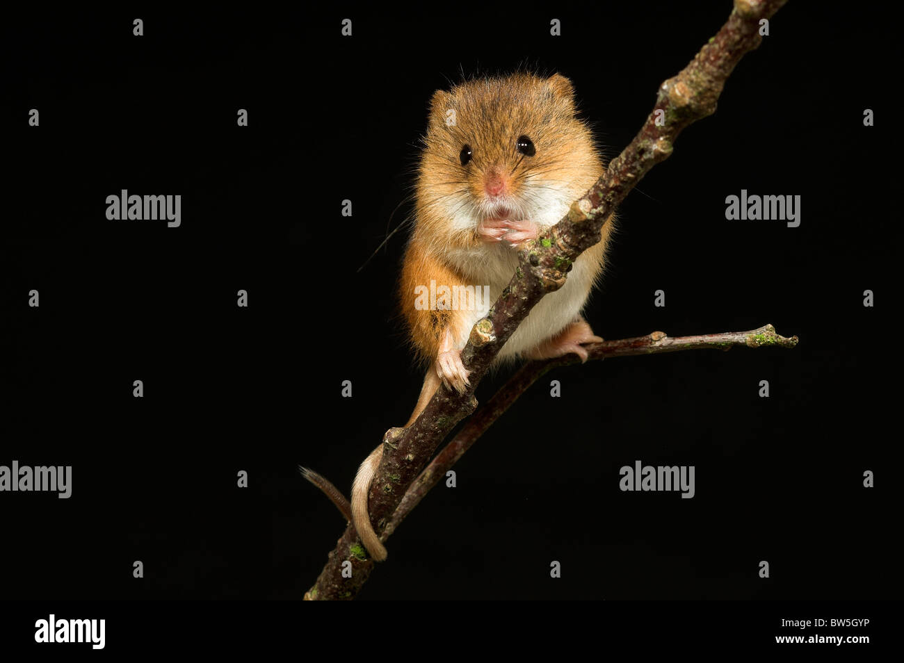 Une souris mignon perché sur une branche, avec sa queue enroulée autour de la brindille, l'hiver aussi. Dorset, UK Janvier 2010. Banque D'Images