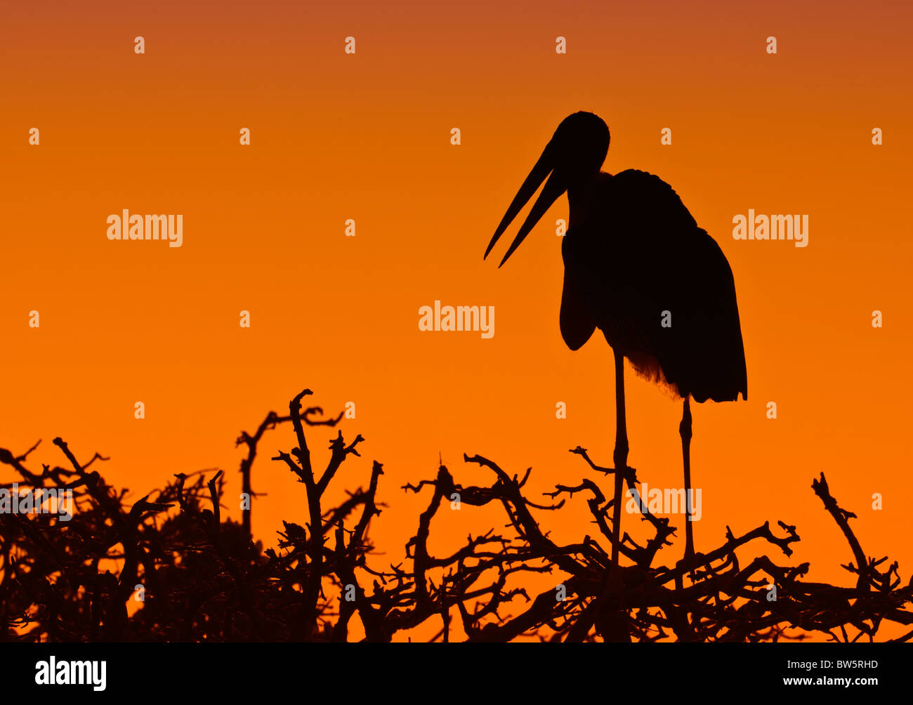 Marabout ((Leptoptilos crumenifer) Silhouette debout sur la cime des arbres. Okavango Delta, Botswana, Afrique Banque D'Images