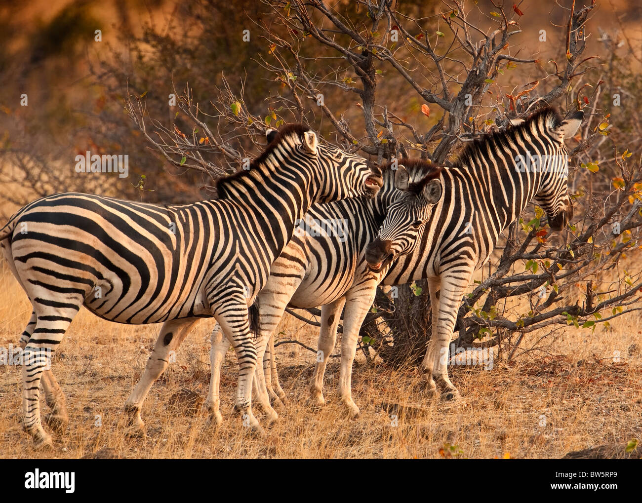 Le zèbre de Buchelli (Equus quagga burchellii) jouant dans la savane de Mashatu Botswana l'Afrique. Banque D'Images