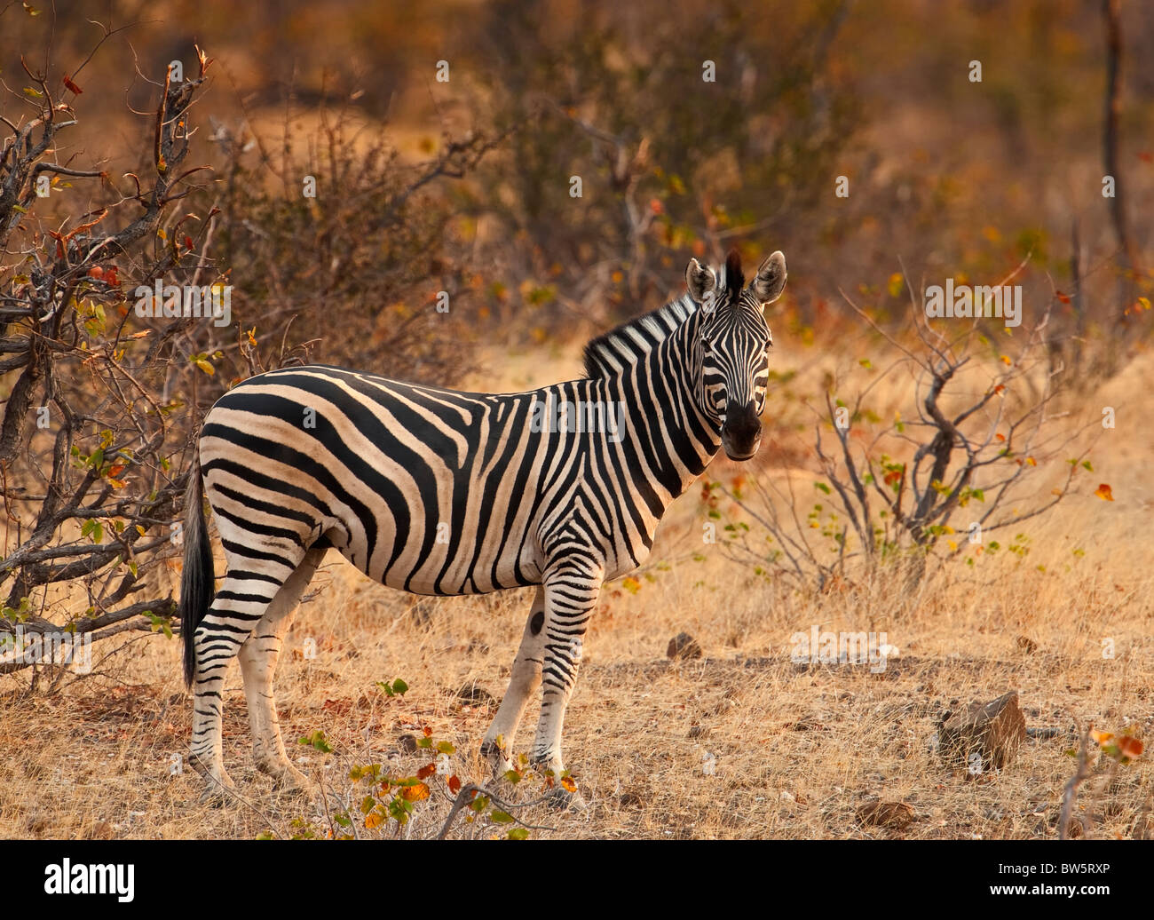 Le zèbre (Equus burchelli quagga burchellii) debout dans la brousse de Mashatu Botswana l'Afrique. Banque D'Images
