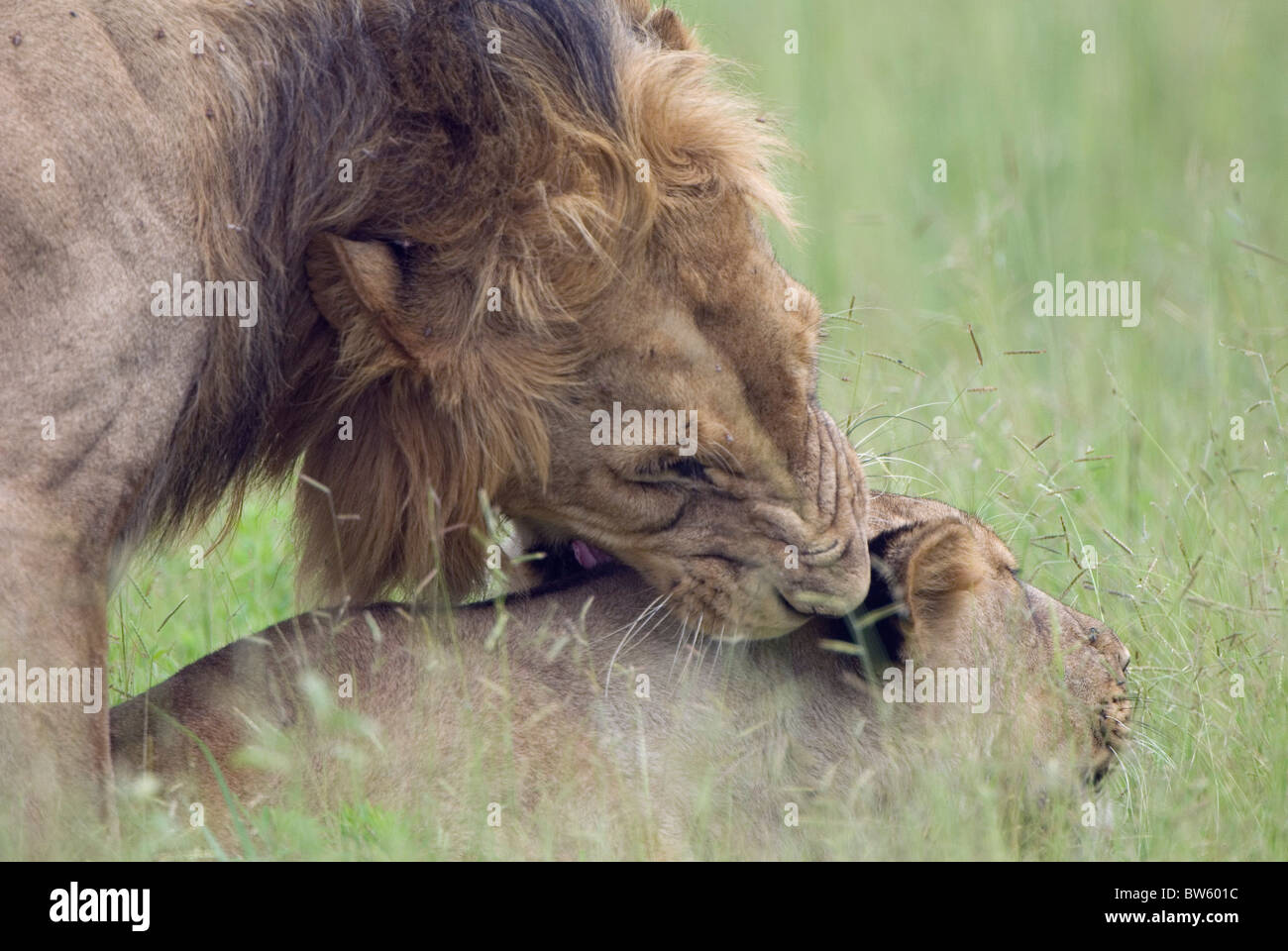Les lions d'accouplement Panthera leo le Ruaha national park Tanzanie Banque D'Images