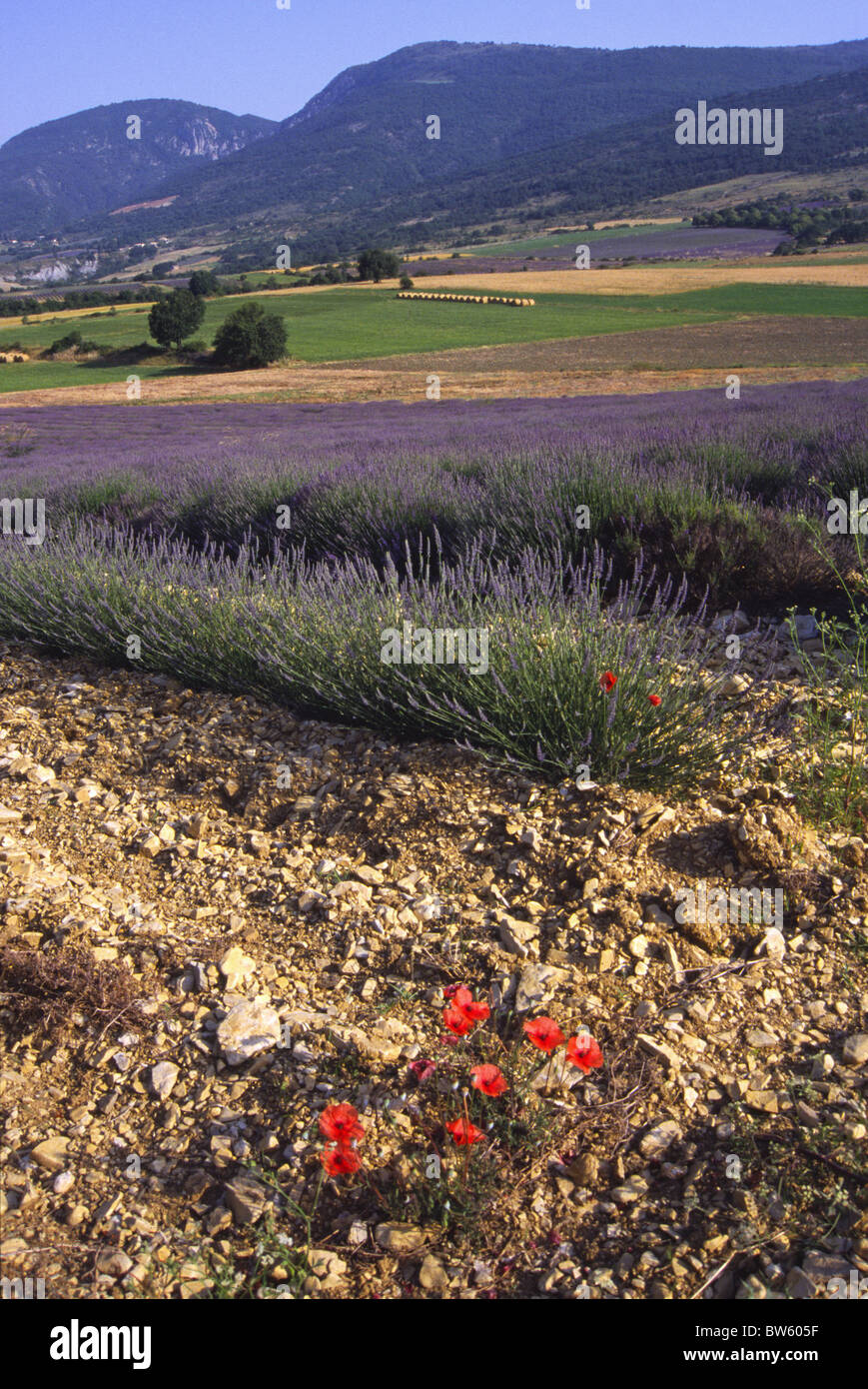 Vallée de la Drôme, de l'ouveze Banque D'Images