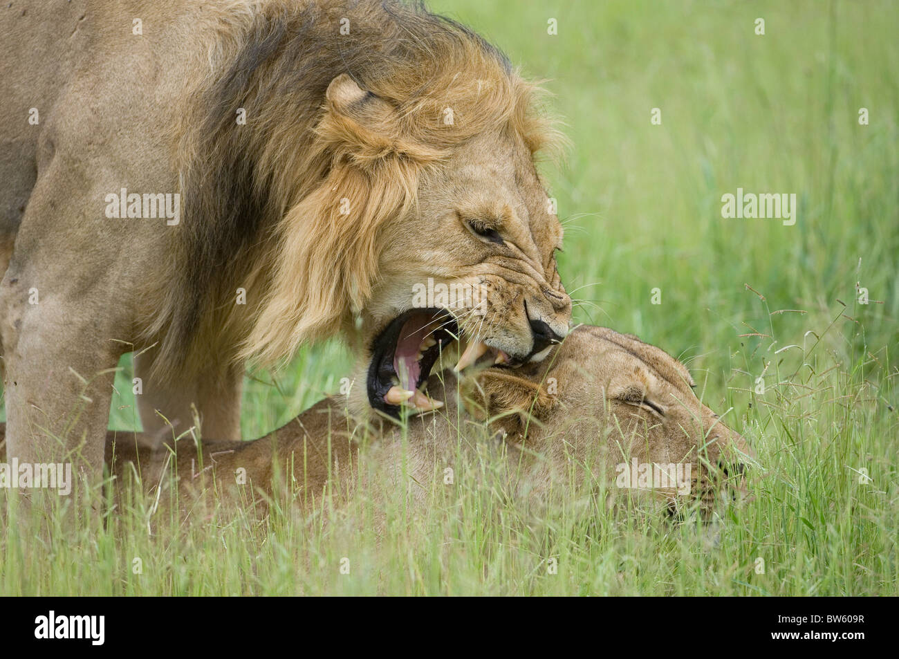 Les lions d'accouplement Tanzanie Ruaha national park Banque D'Images