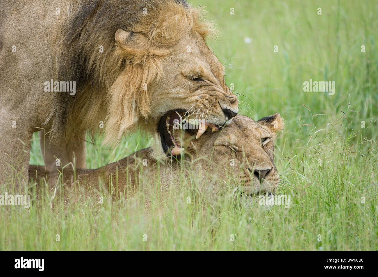 Les lions d'accouplement Tanzanie Ruaha national park Banque D'Images