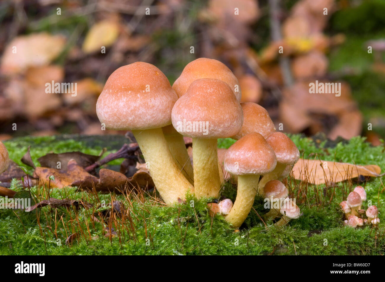 Toadstools touffe de soufre sur souche d'arbre des North Downs UK Banque D'Images