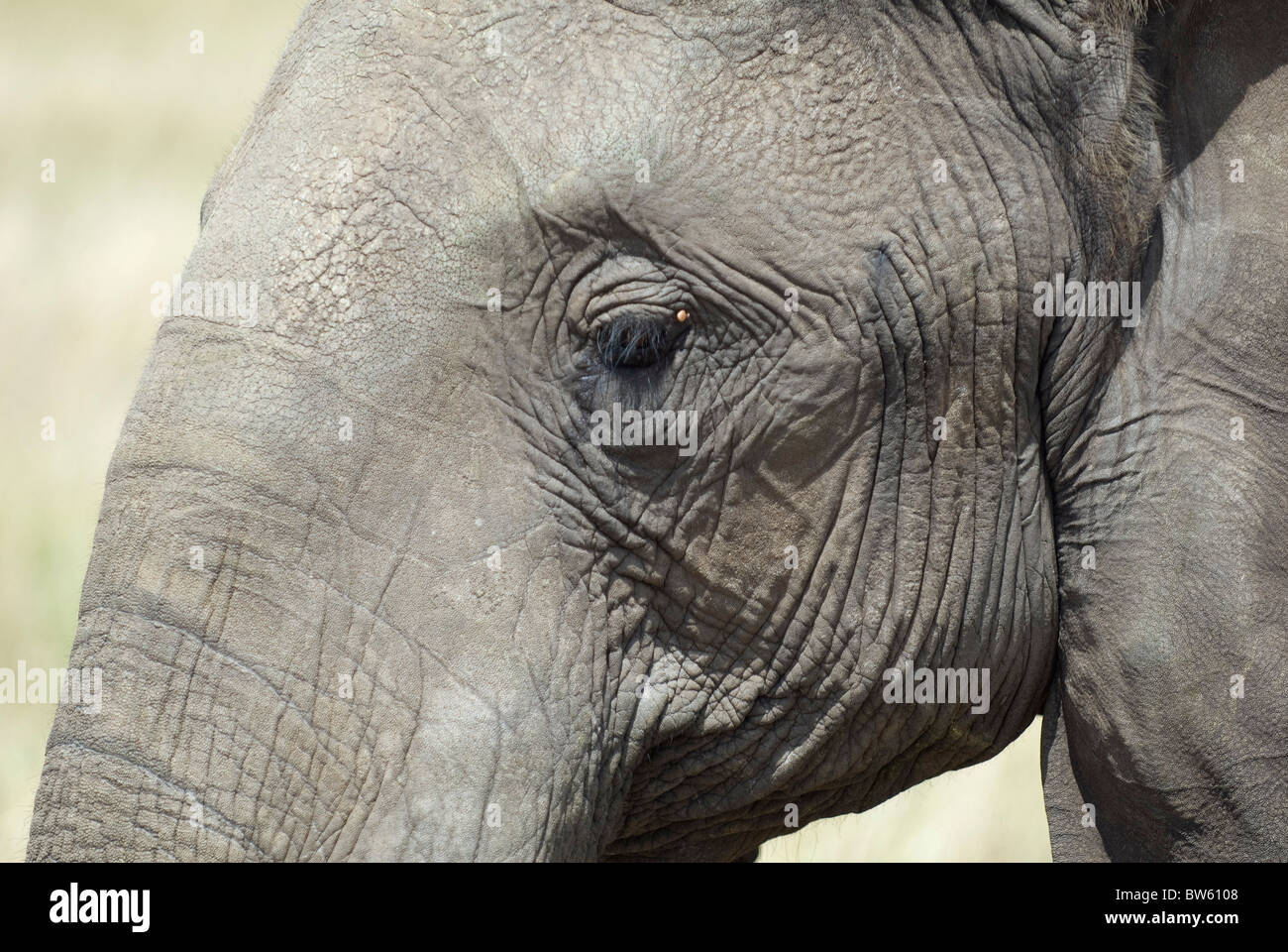 Portrait de l'eléphant d'Afrique Kenya Masai Mara national park Banque D'Images