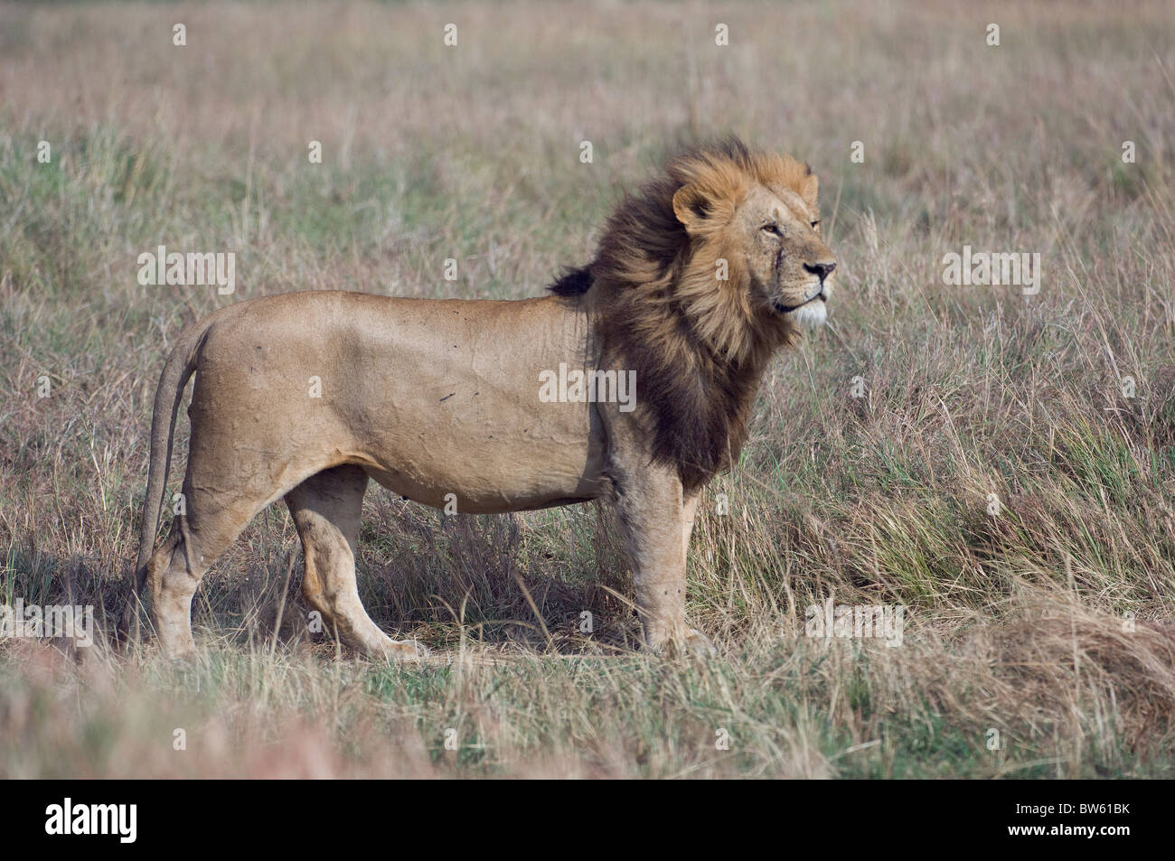 Lion debout dans les prairies du parc national de Masai Mara au Kenya Banque D'Images