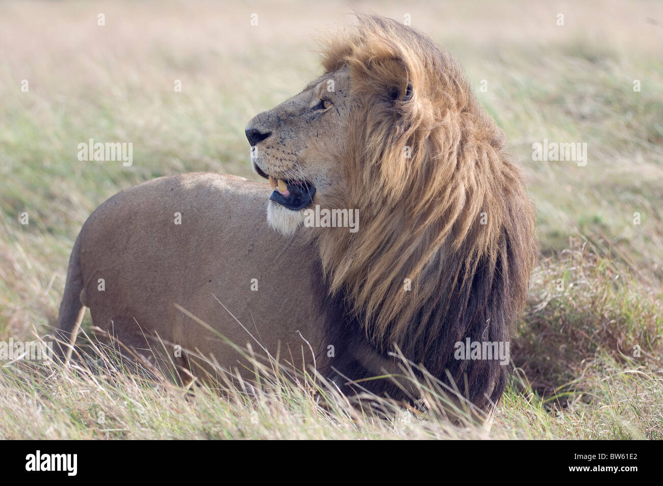 Lion debout dans les prairies du parc national de Masai Mara au Kenya Banque D'Images