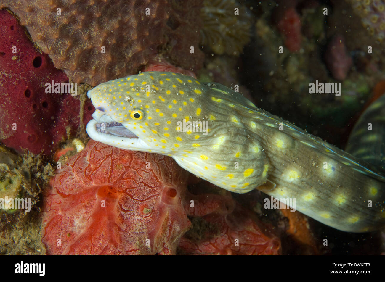 Les anguilles Myrichthys breviceps Sharptail Snake eel Coral Reef St Vincent est des Caraïbes Banque D'Images