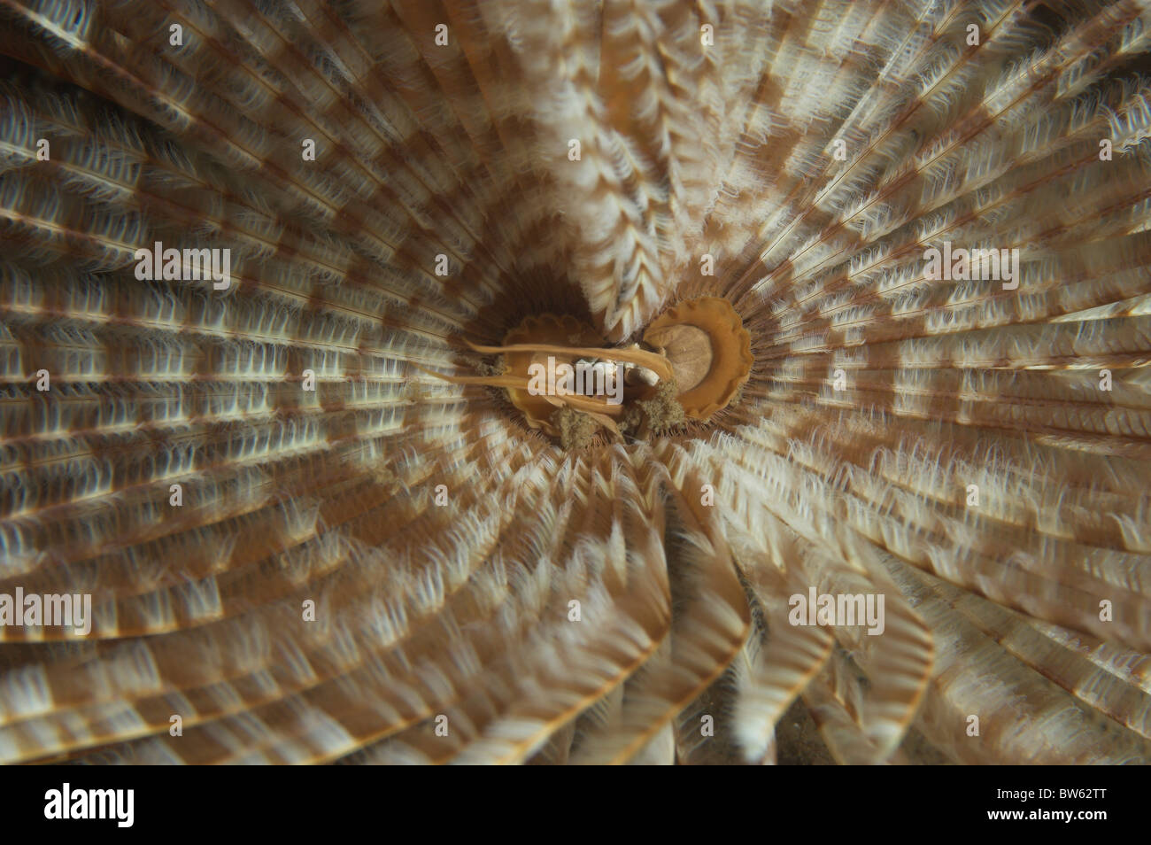 Feather Duster Worms Sabellastarte magnifica Dominique Est des Caraïbes Banque D'Images