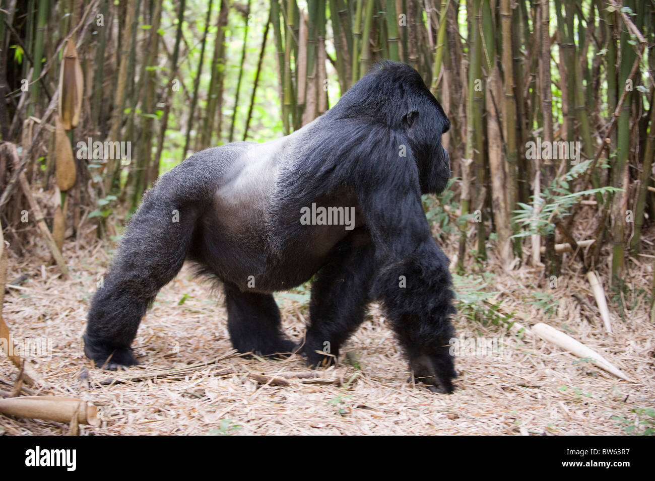 Mountain gorilla gorilla gorilla berengei mâle dos argenté Parc National des Volcans au Rwanda Banque D'Images