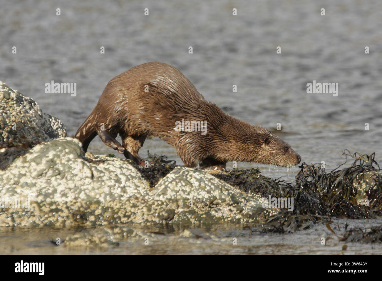 Lutra lutra loutre marche sur les rochers de la côte de Moray Inverness-shire Highland Banque D'Images