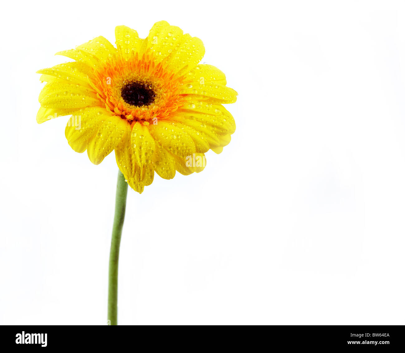 Image de marguerite jaune isolé sur fond blanc Banque D'Images