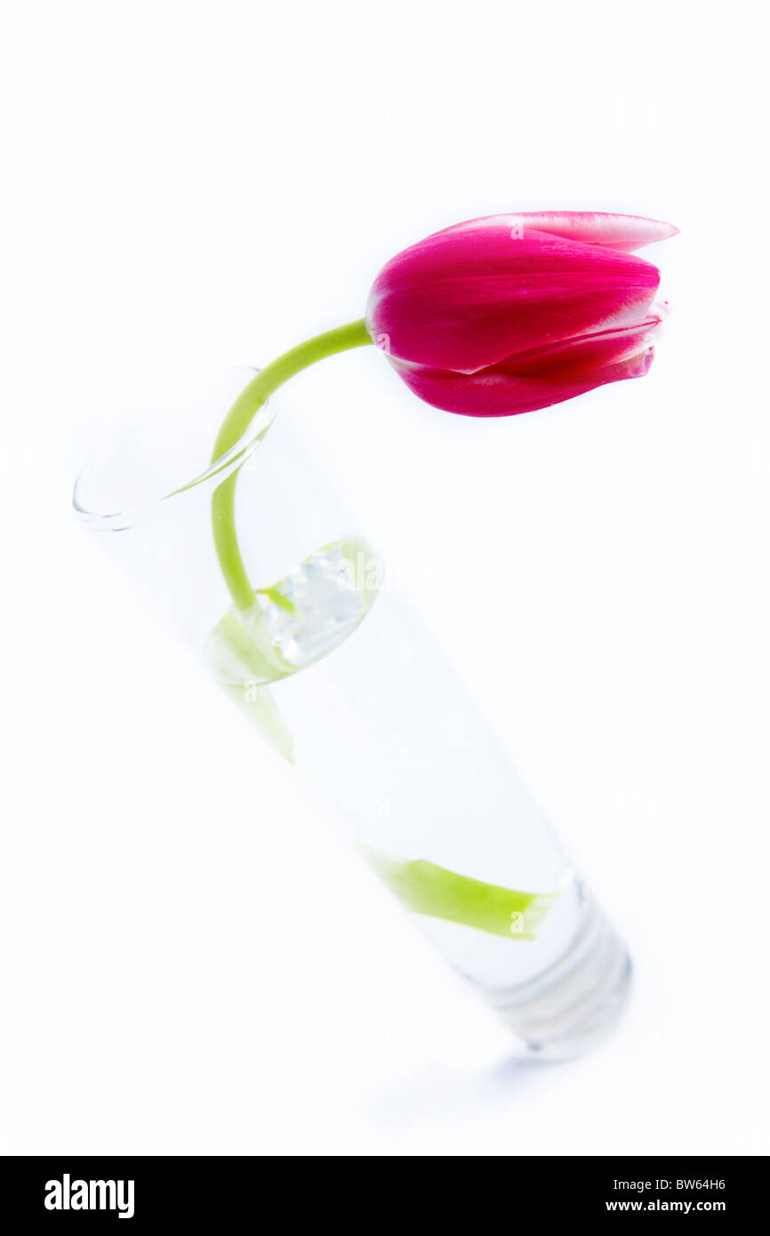 Image de tulipe rose vif dans un verre d'eau sur un fond blanc Banque D'Images