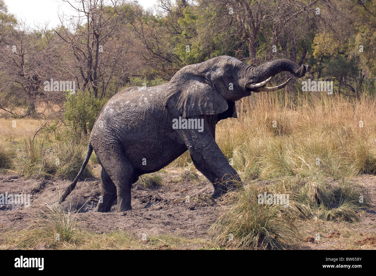 African elephant bull bénéficiant d''un se vautrer dans la boue du delta de l'Okavango Banque D'Images