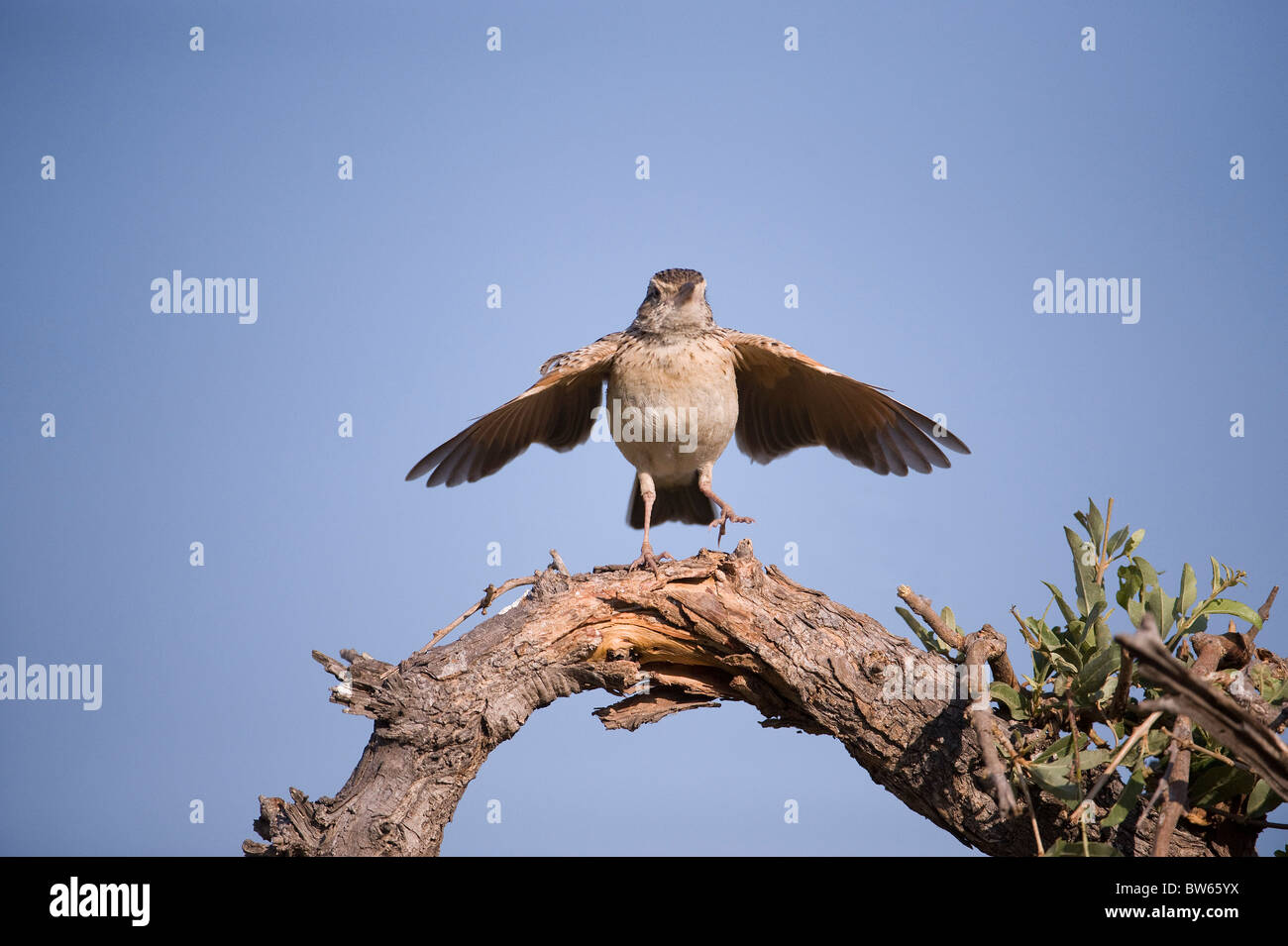 À cou roux mâle lark Mirafra africana territoriaux afficher à partir de la perche haut delta de l'Okavango Banque D'Images