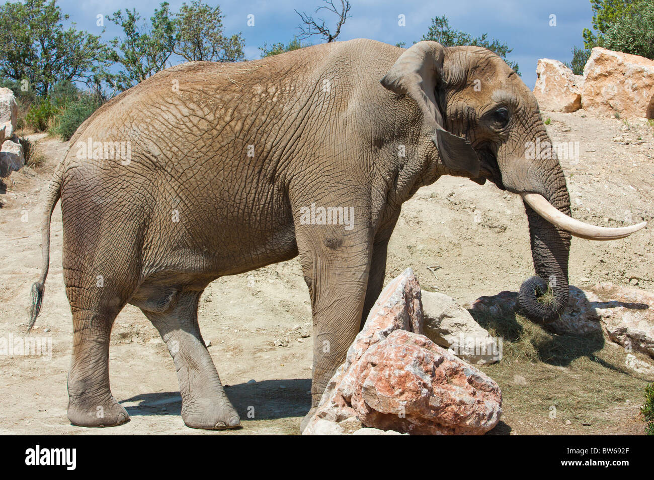 Mange de l'herbe de l'éléphant dans la nature Banque D'Images