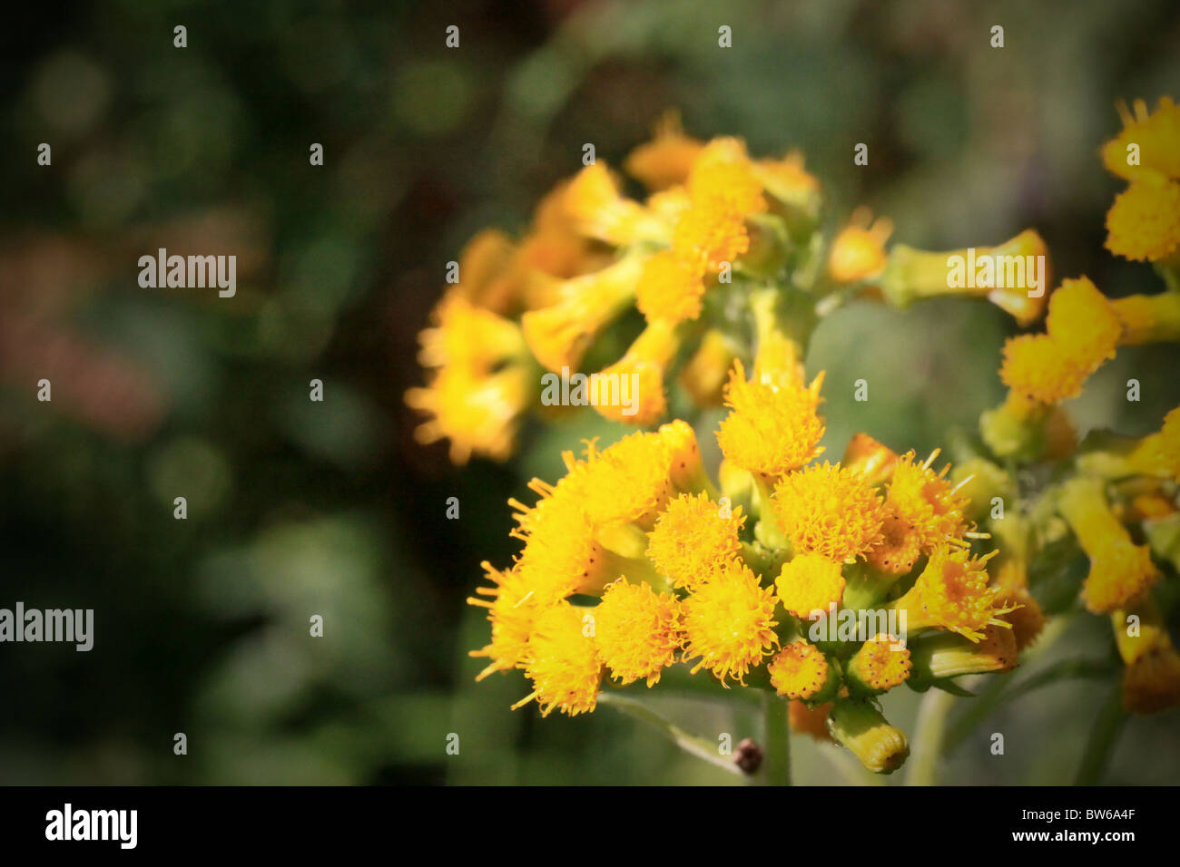 Fleurs jaunes et blanches, montagnes des Virunga et de Bwindi, en Ouganda, l'Afrique Banque D'Images