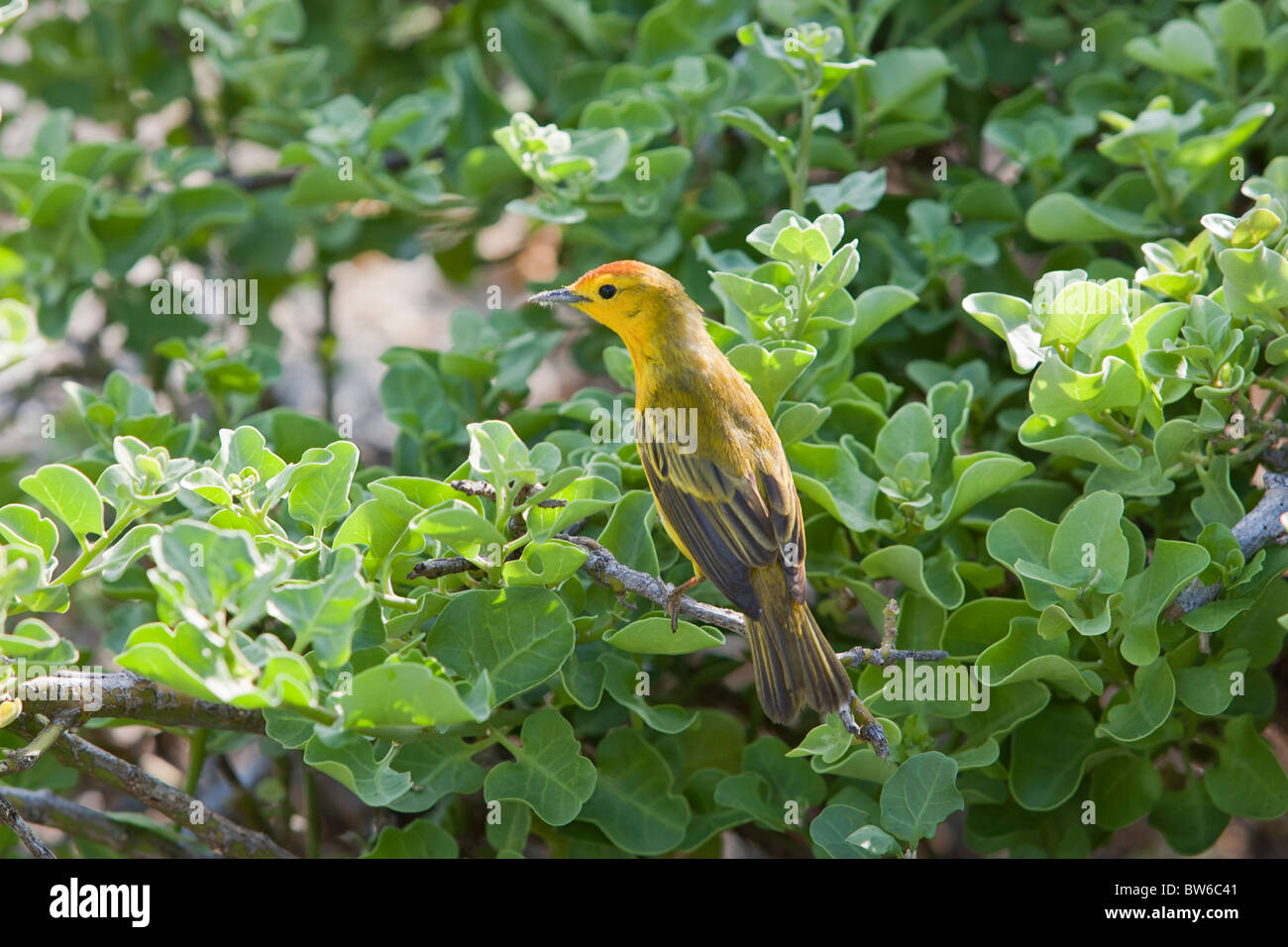 La Paruline jaune (Dendroica petechia aureola), sous-espèce des Galapagos, homme qui se nourrissent de l'île de Genovesa, Galapagos. Banque D'Images