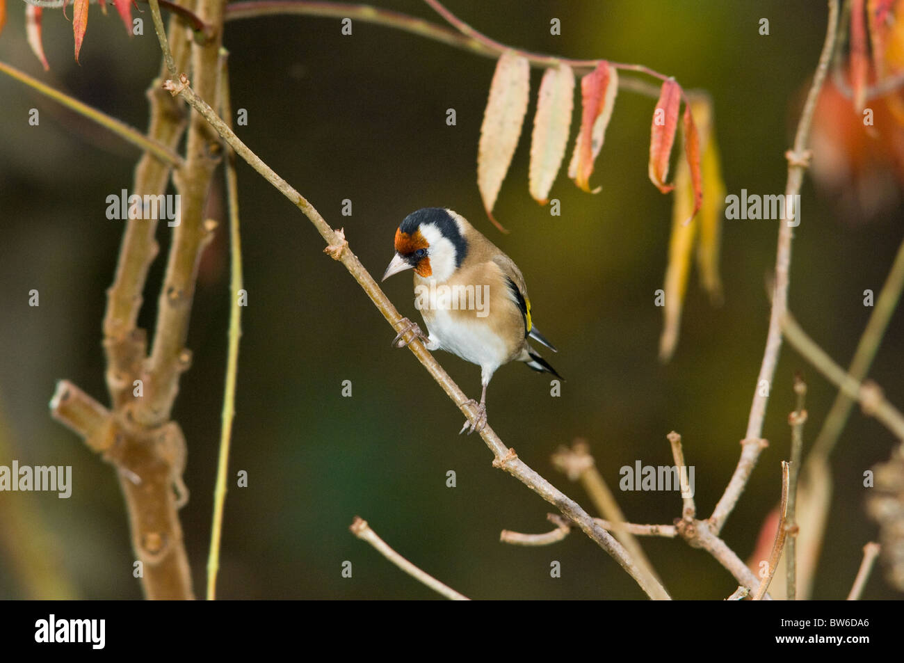 Chardonneret élégant adulte Banque D'Images