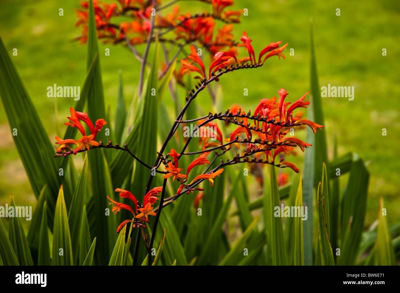 Fleurs rouges Banque D'Images