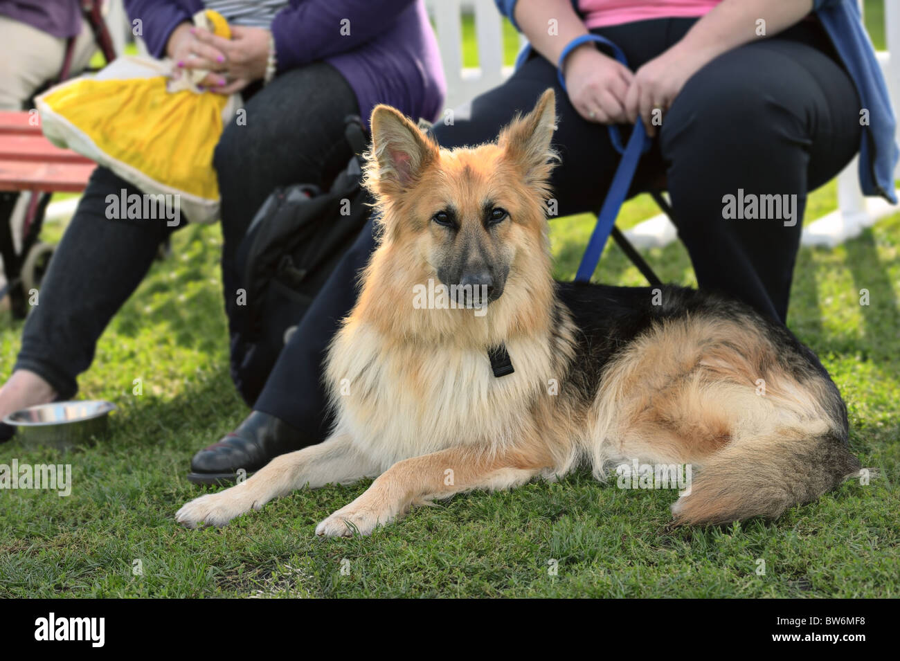 Jeune alsacien (berger allemand) chien couché sur l'herbe, regardant la caméra Banque D'Images