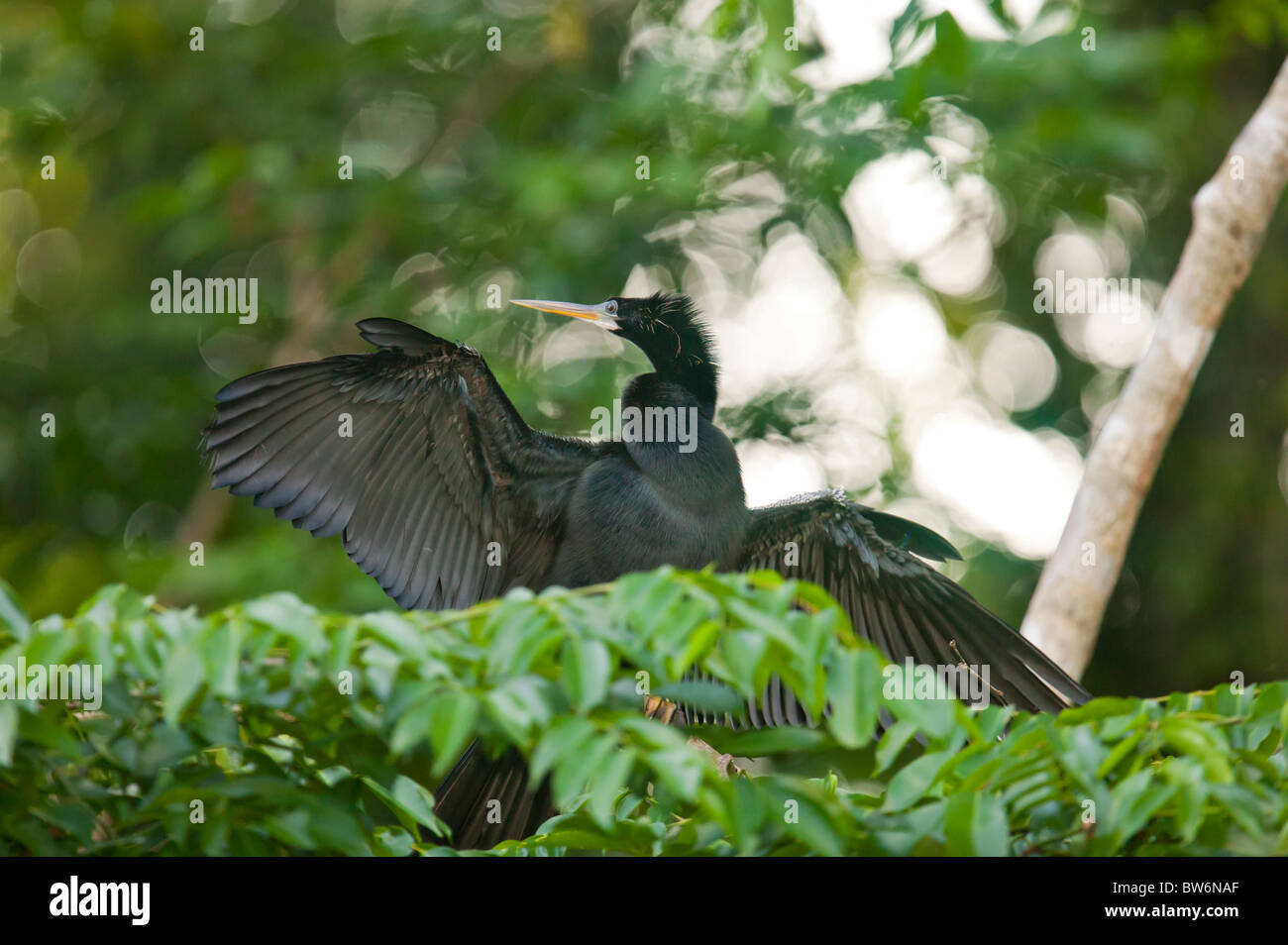 Anhinga, Tortuguero, Costa Rica, Amérique centrale. Banque D'Images