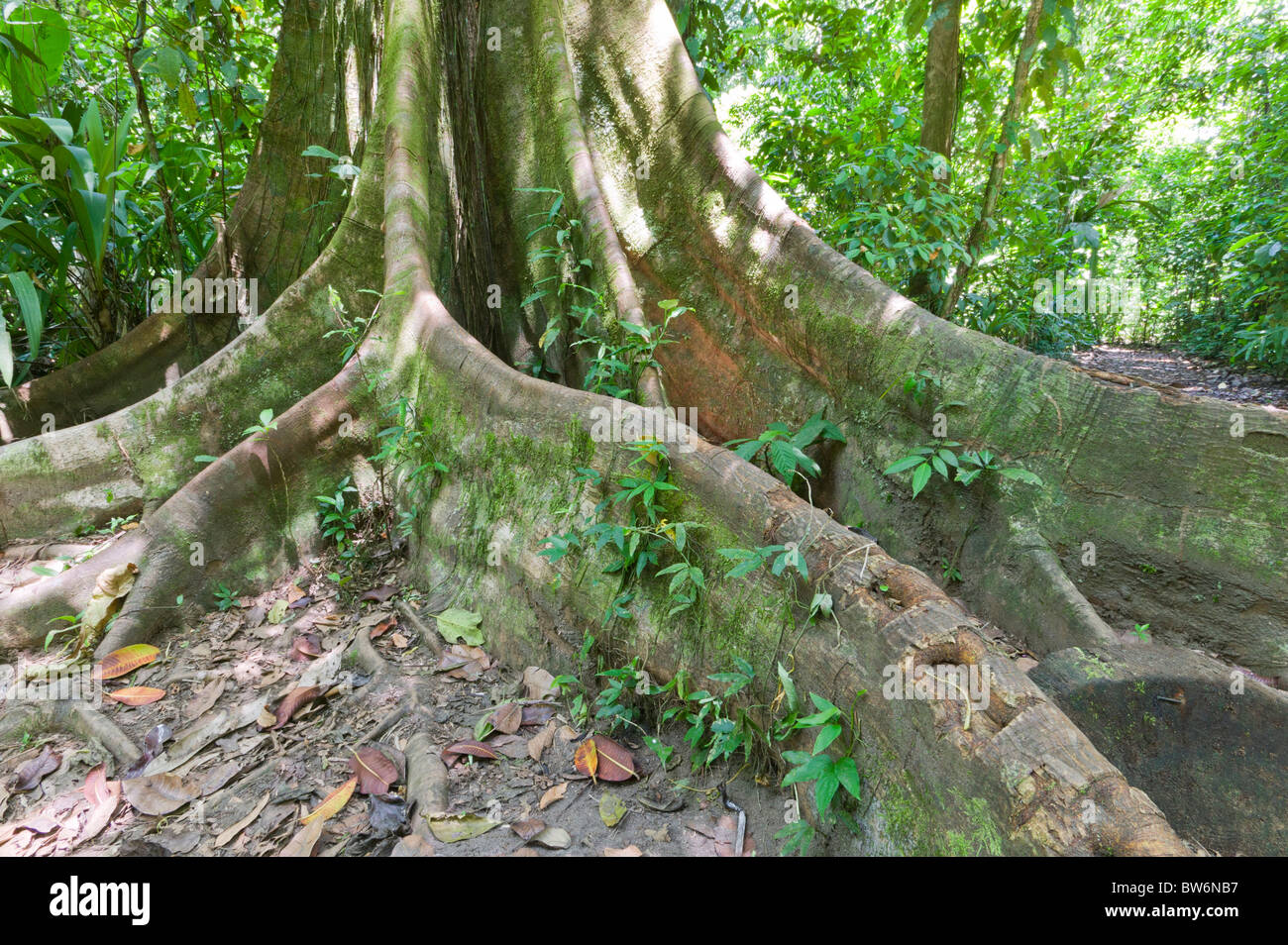 Forêt tropicale, Tortuguero, Costa Rica, Amérique Centrale Banque D'Images