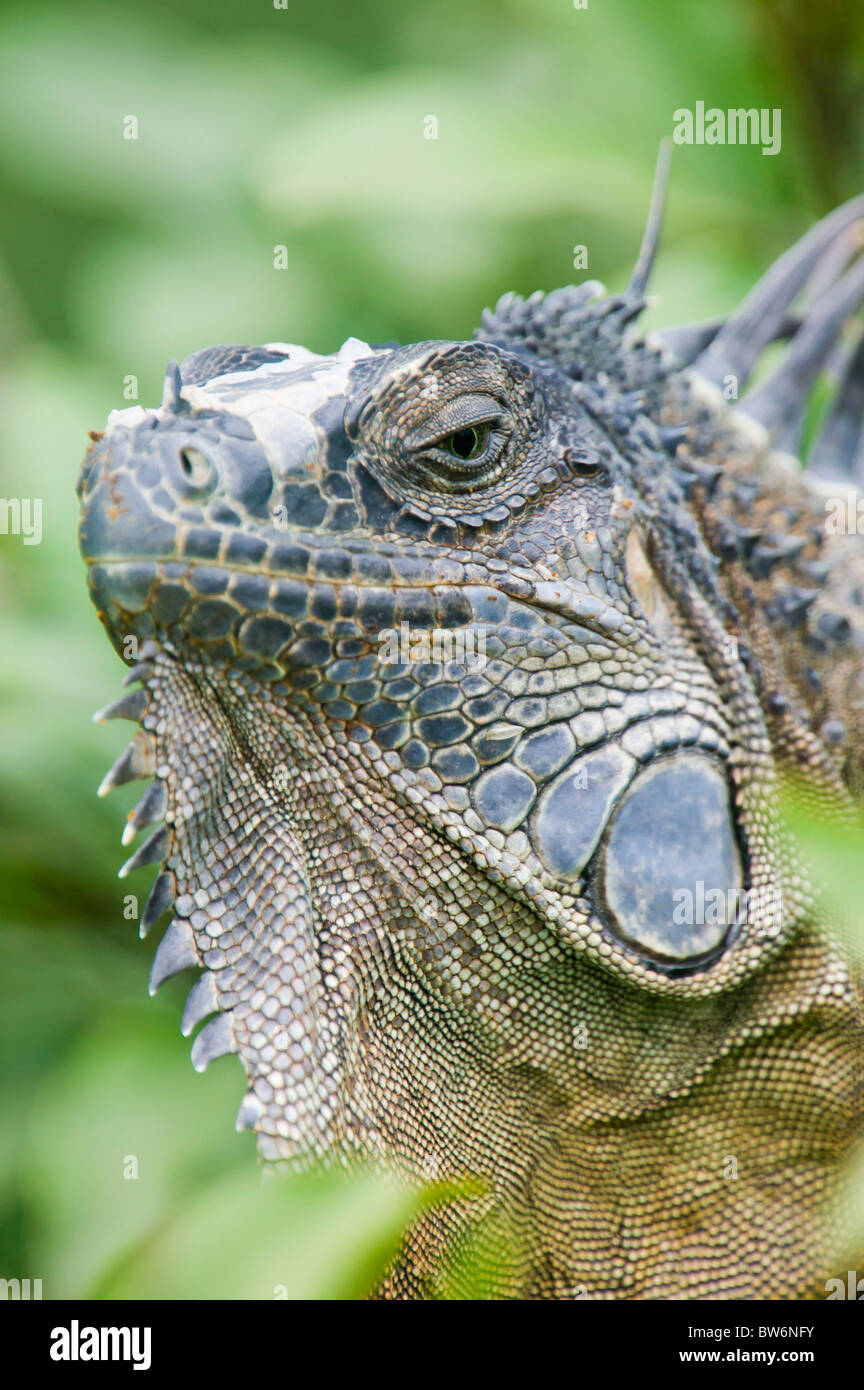 Iguane vert, Costa Rica, Amérique Centrale Banque D'Images