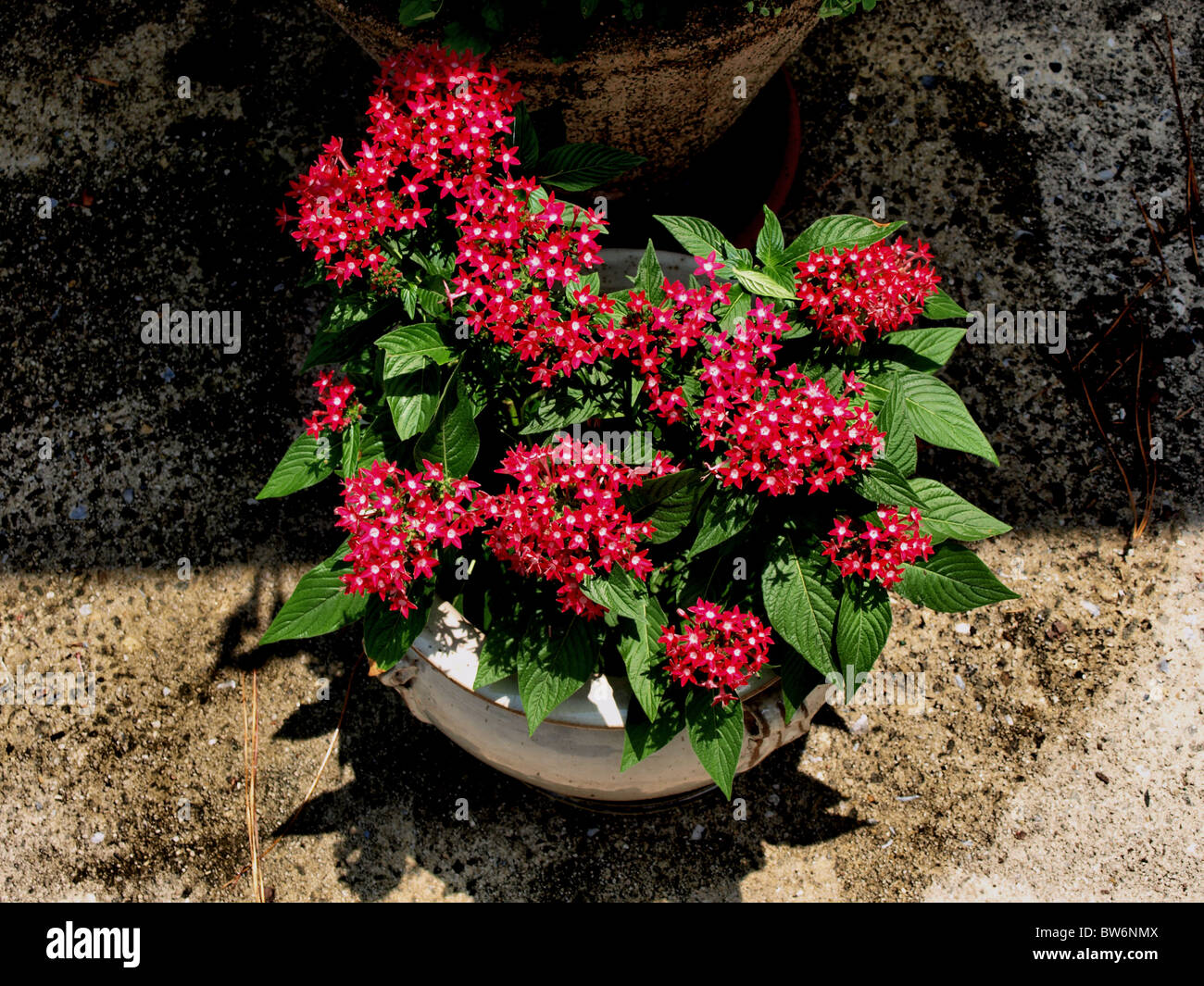Plante en pot à fleurs rouges (penta petit pot en céramique sur la surface de ciment Banque D'Images