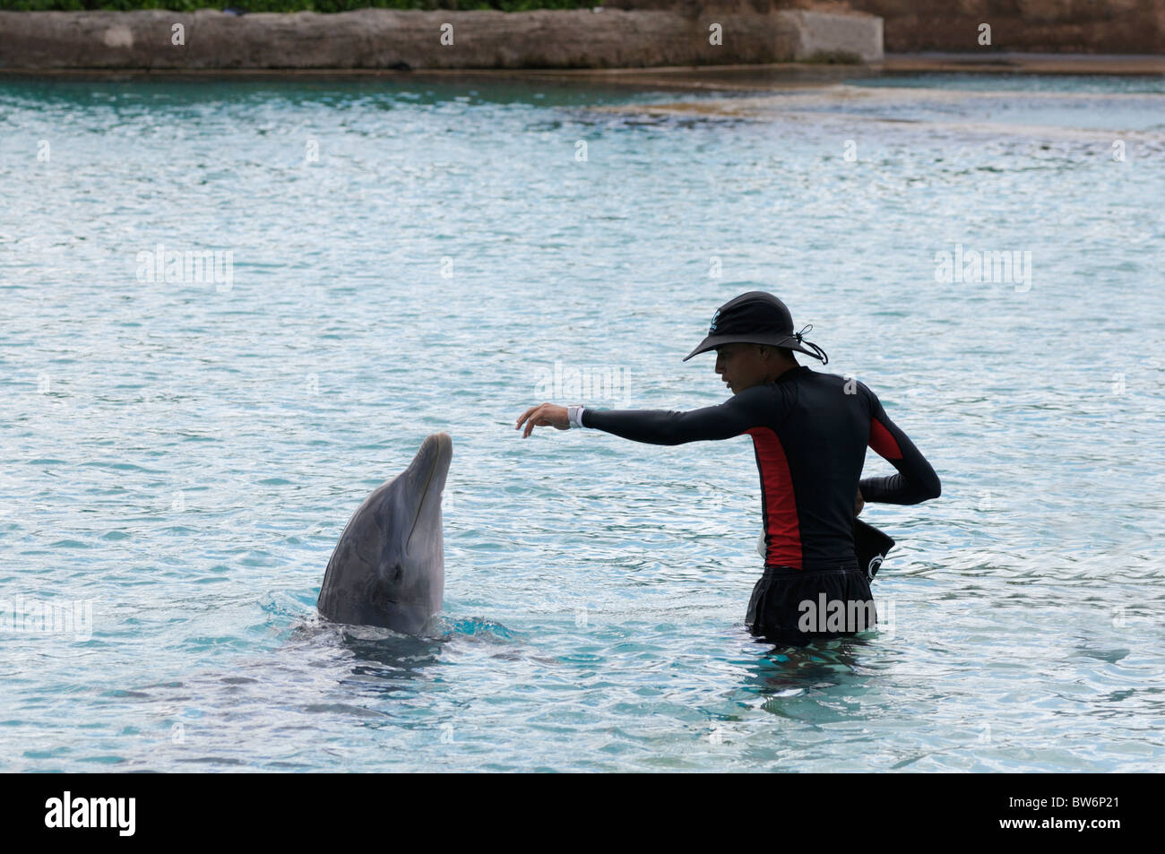 Avec Dolphin trainer, Atlantis Resort, aux Bahamas Banque D'Images