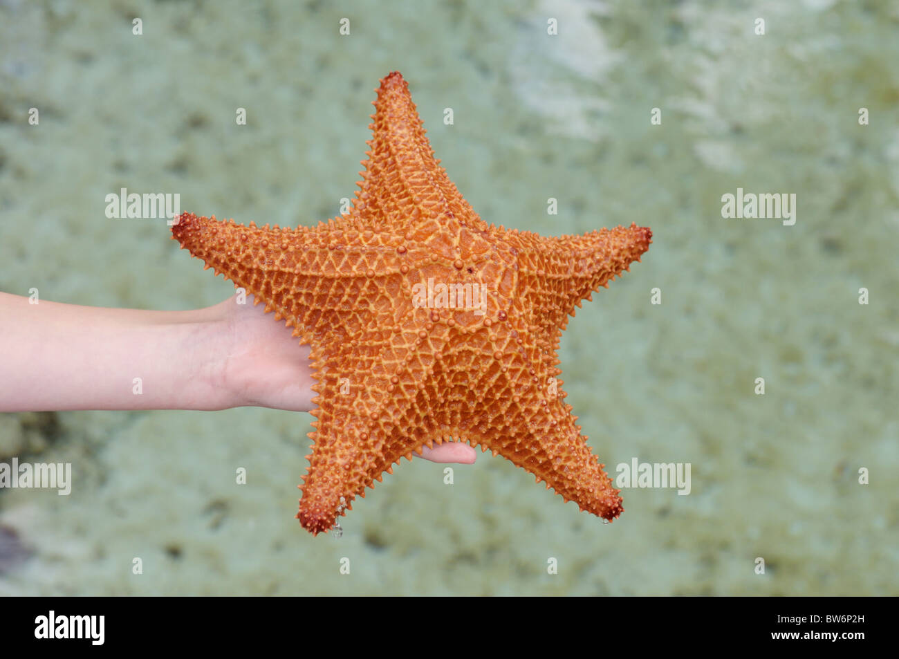 Étoile de mer (coussin rouge star, Oreaster reticulatis) dans la main d'un enfant, Paradise Island, Bahamas Banque D'Images