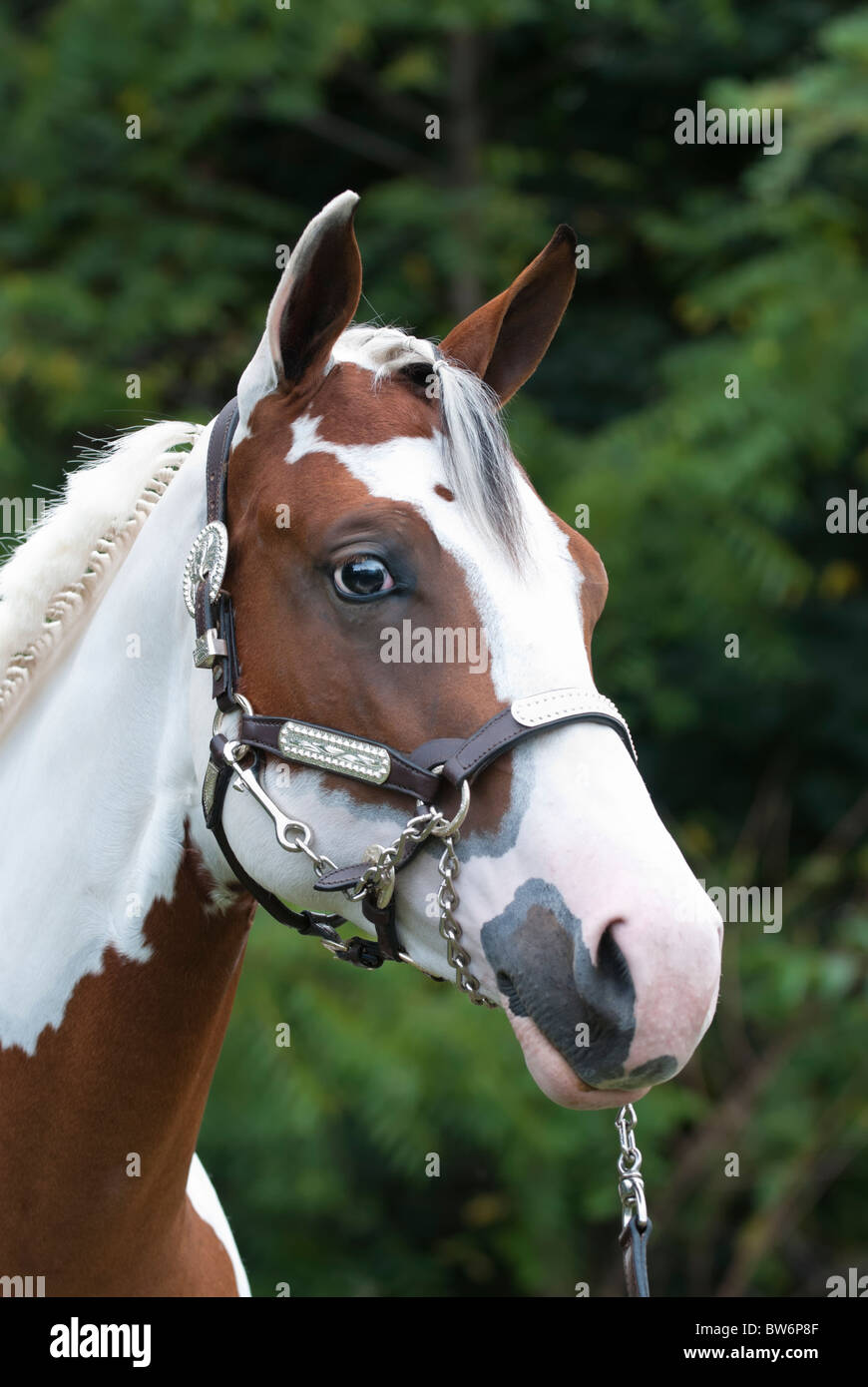 Yearling Paint horse head shot, un beau brun et blanc tobiano mare nettoyer pour un spectacle équestre événement. Banque D'Images