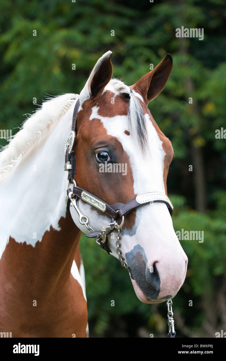 Yearling Paint horse head shot, un beau brun et blanc tobiano mare nettoyer pour un spectacle équestre événement. Banque D'Images