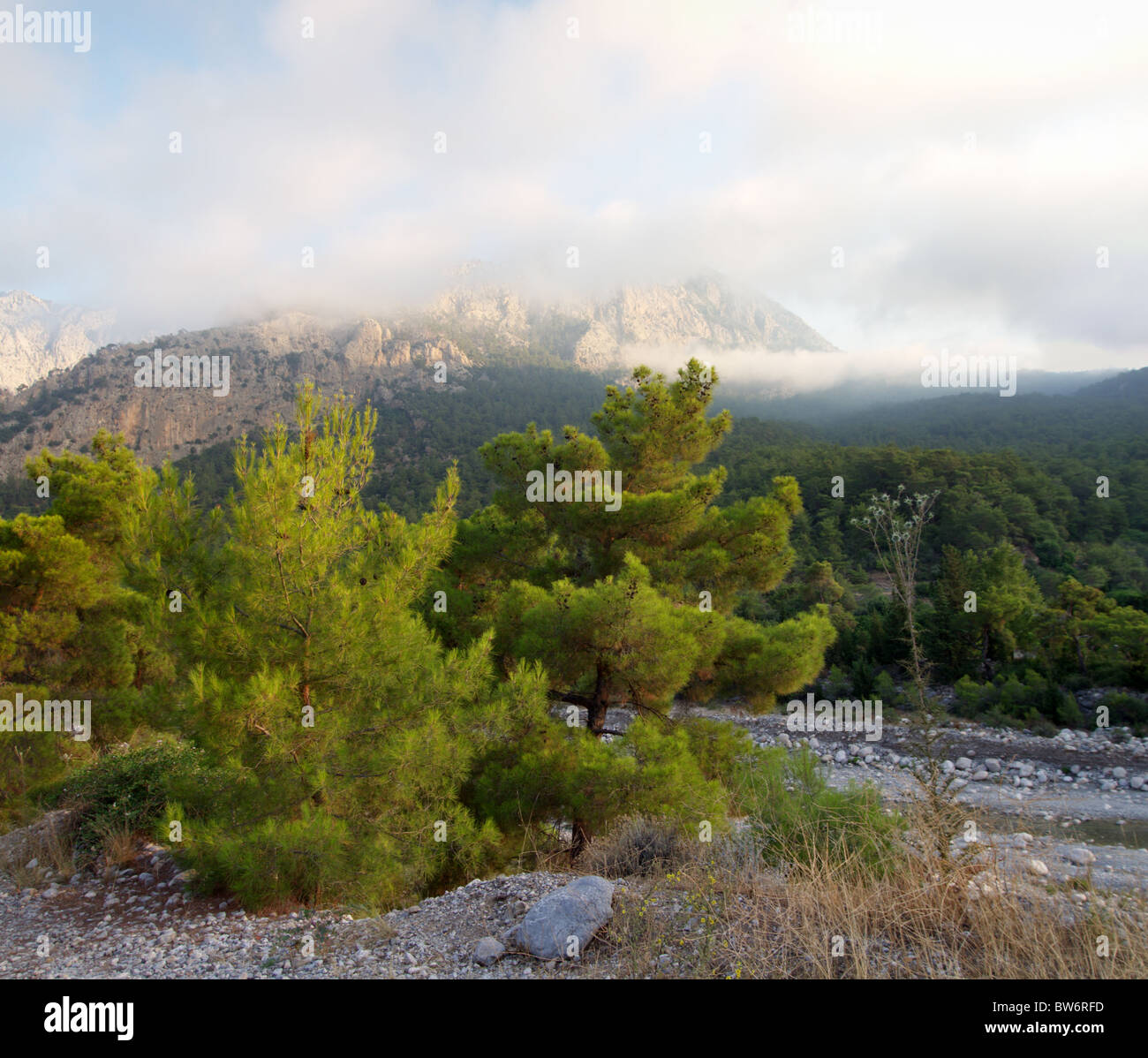 Paysage de forêts de montagne portant le matin nuages Banque D'Images