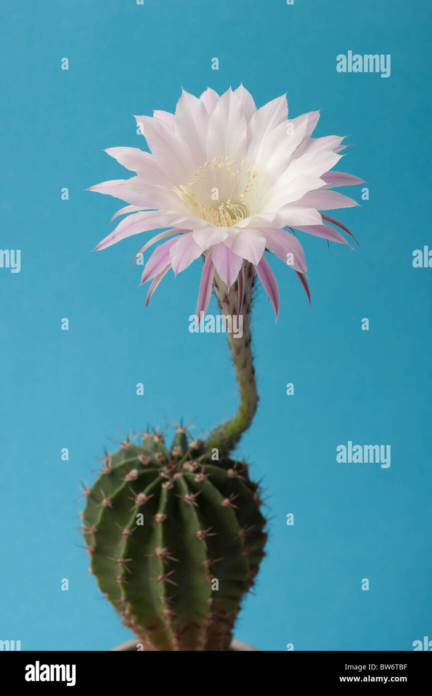 Cactus géant argentin (Echinopsis candicans), plante à fleurs, studio photo. Banque D'Images