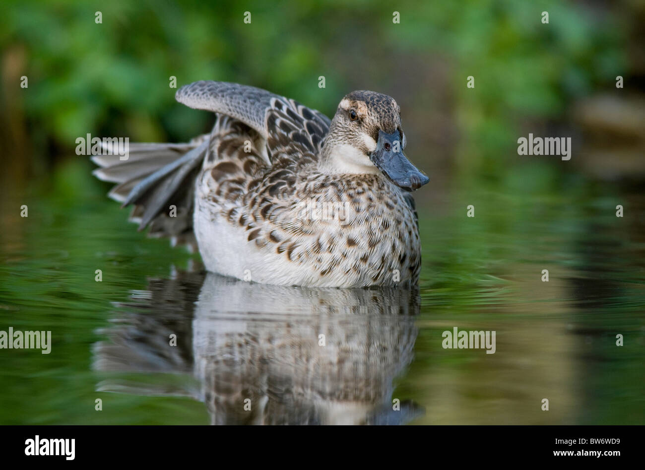 Canard souchet Canard, Norfolk, Angleterre Banque D'Images