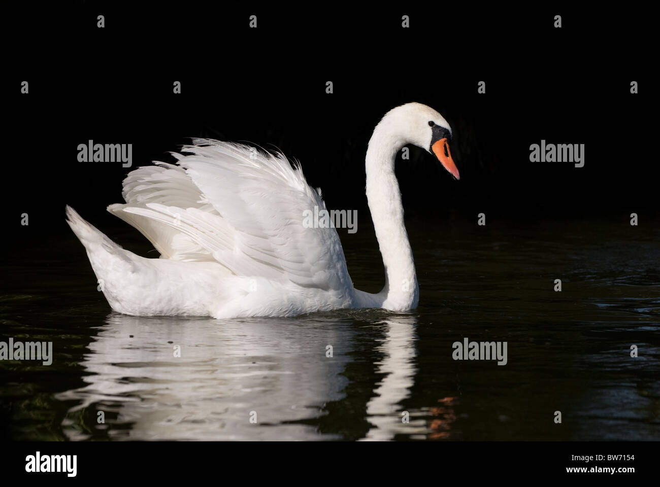 Un Cygne tuberculé Cygnus olor Banque D'Images