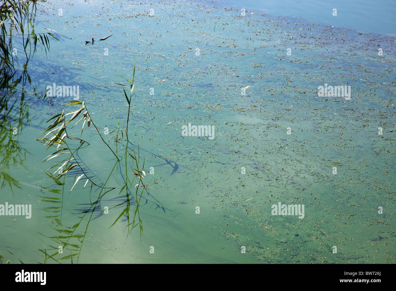 Une zone d'eau contaminée par les algues bleues. Banque D'Images