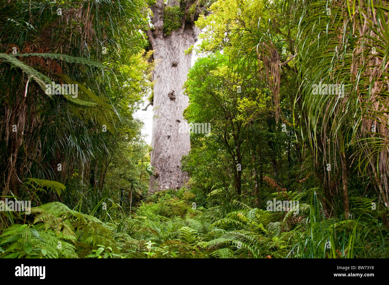Cauris,arbres,Tane Mahuta Tree Waipoua Forest, parc forestier des terres du Nord, île du Nord Nouvelle-zélande Banque D'Images