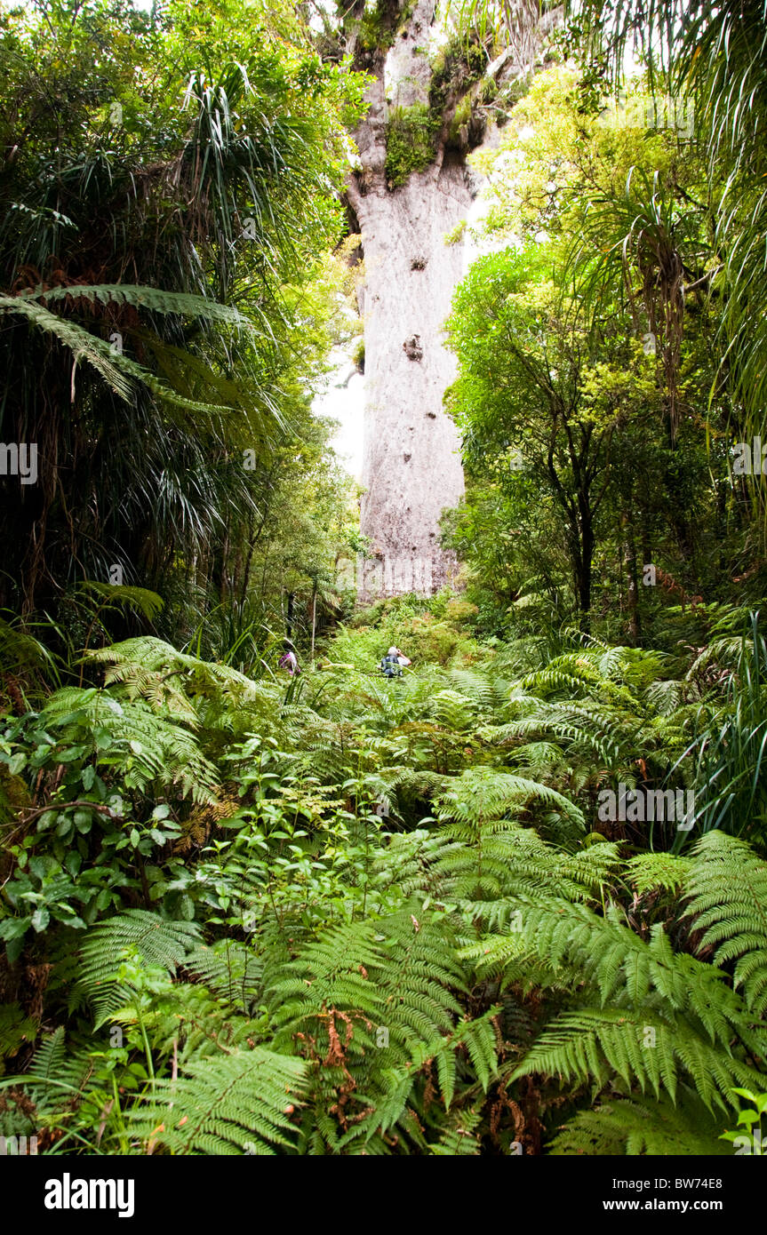Cauris,arbres,Tane Mahuta Tree Waipoua Forest, parc forestier des terres du Nord, île du Nord Nouvelle-zélande Banque D'Images