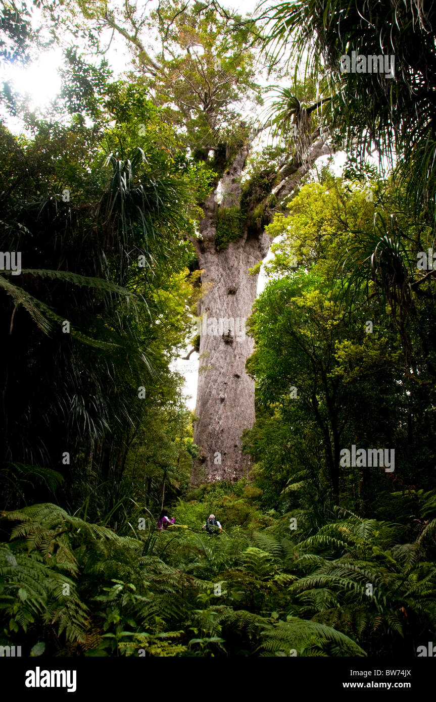 Cauris,arbres,Tane Mahuta Tree Waipoua Forest, parc forestier des terres du Nord, île du Nord Nouvelle-zélande Banque D'Images