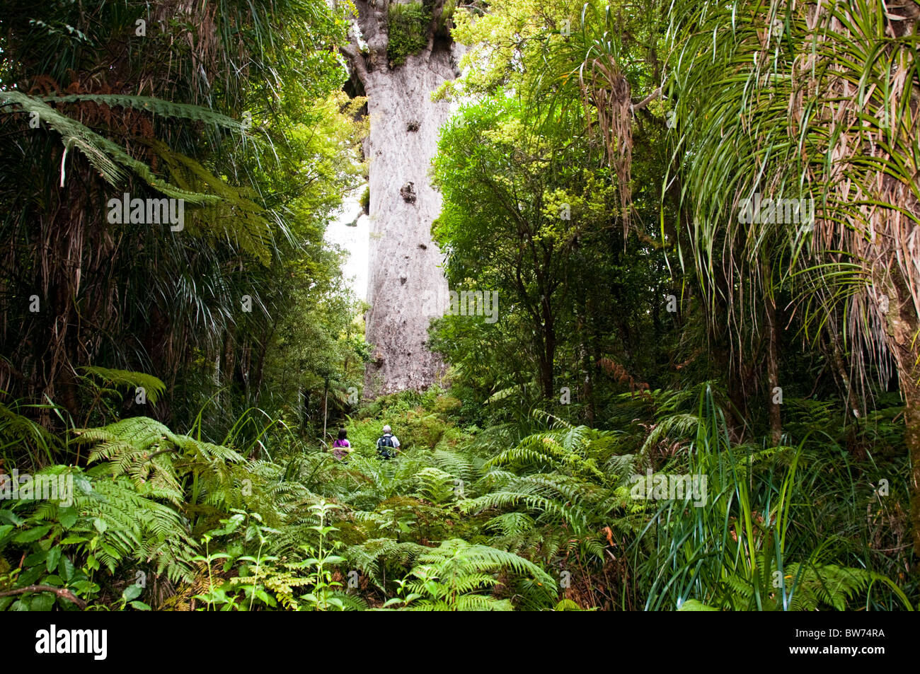 Cauris,arbres,Tane Mahuta Tree Waipoua Forest, parc forestier des terres du Nord, île du Nord Nouvelle-zélande Banque D'Images
