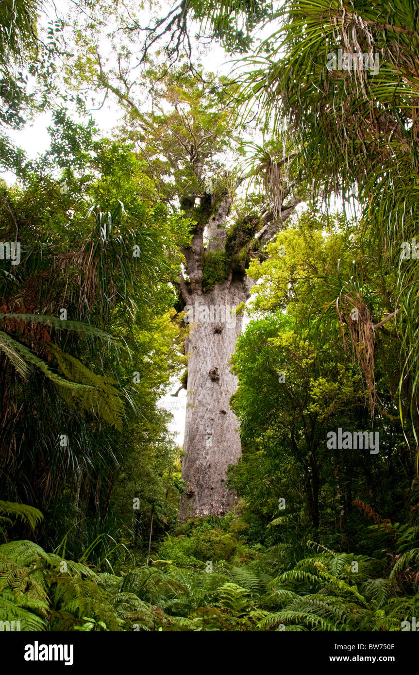 Cauris,arbres,Tane Mahuta Tree Waipoua Forest, parc forestier des terres du Nord, île du Nord Nouvelle-zélande Banque D'Images