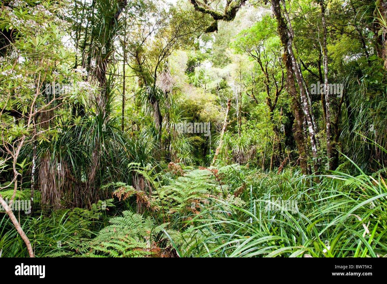 Waipoua Forest, Waipoua Forest Land River, North Park, côte ouest de l'Île du Nord, Nouvelle-Zélande Banque D'Images