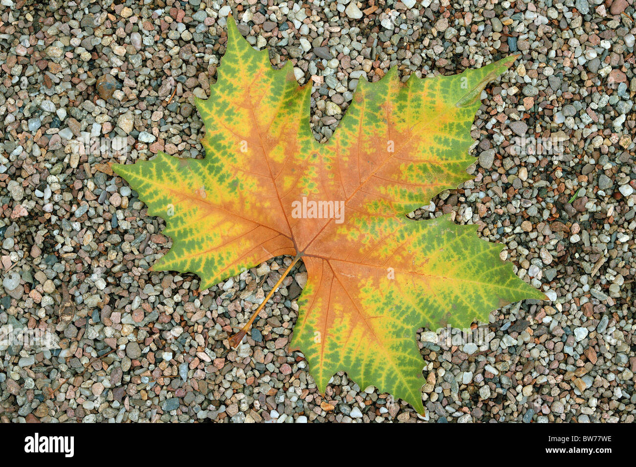 Arbre plan feuille d'automne sur les grits Platanus acerifolia Banque D'Images