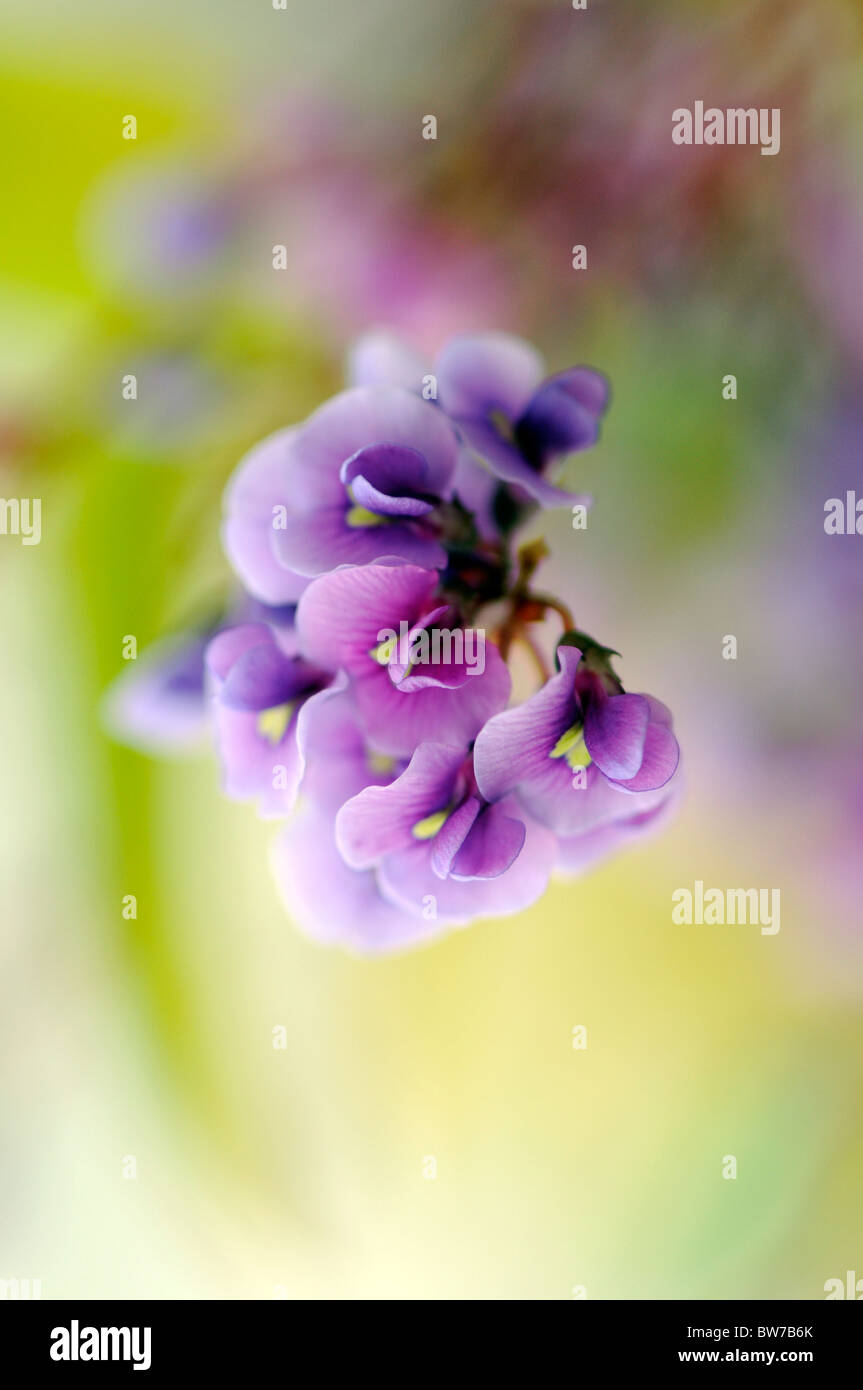 Petite fleur de l'alpiniste Hardenbergia violacea monophylla vigoureux - pois corail pourpre 'Happy Wanderer' Banque D'Images